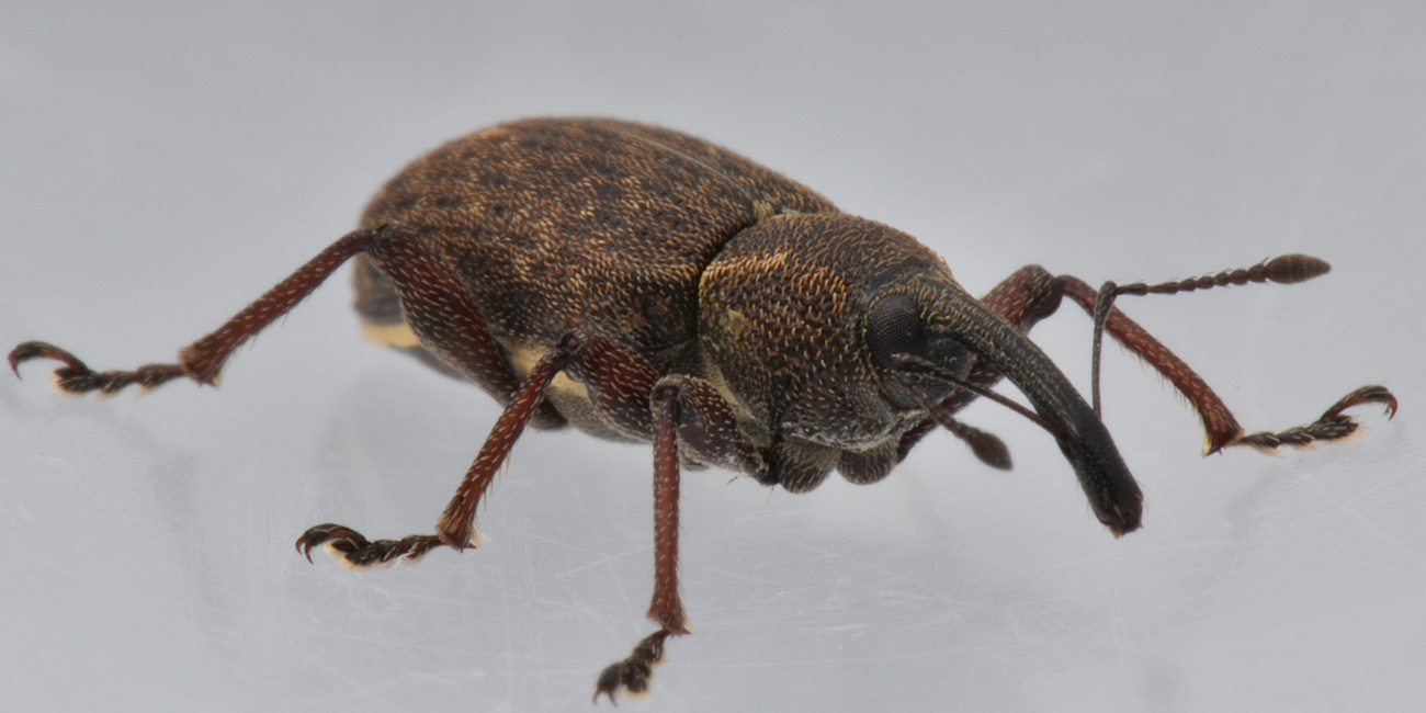 Erirhinidae: Notaris scirpi